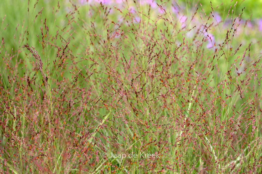 Panicum amarum ‚Dewey Blue‘