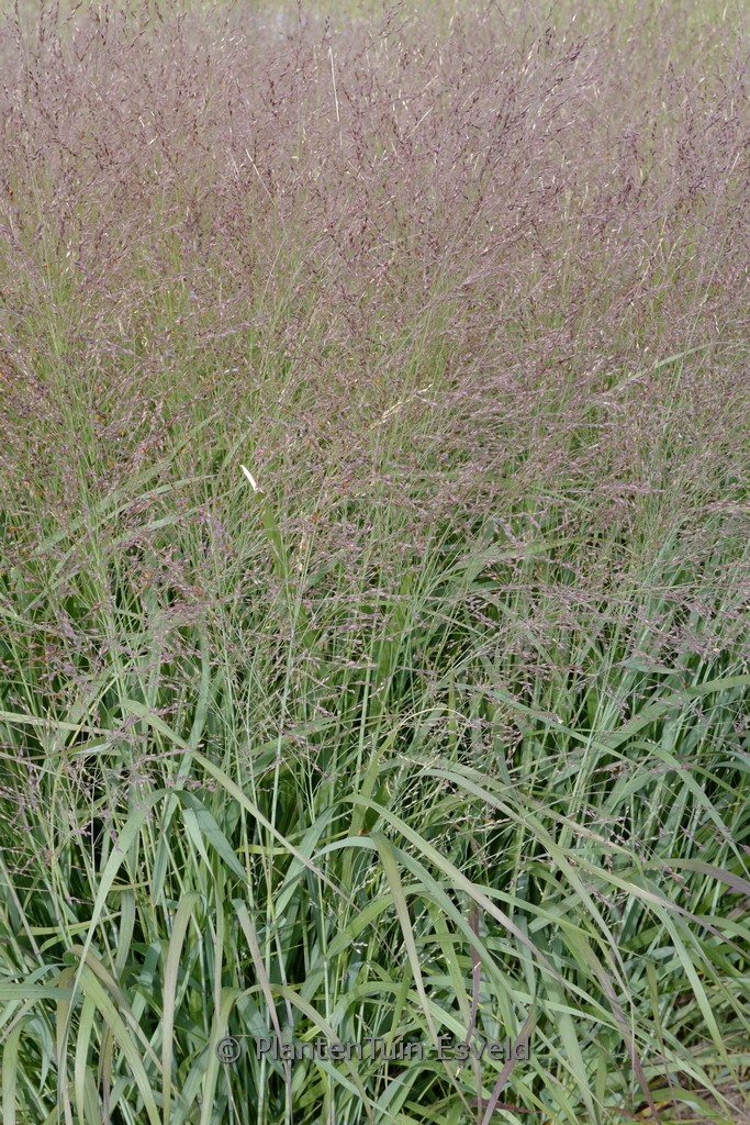 Panicum virgatum ‚Apache Rose‘