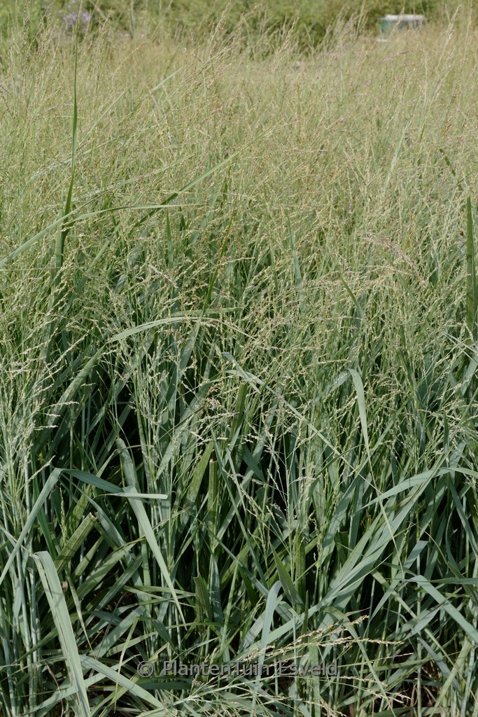 Panicum virgatum ‚Blue Fountain‘