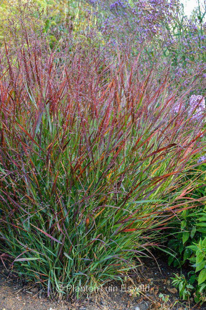 Panicum virgatum ‚Cheyenne Sky‘