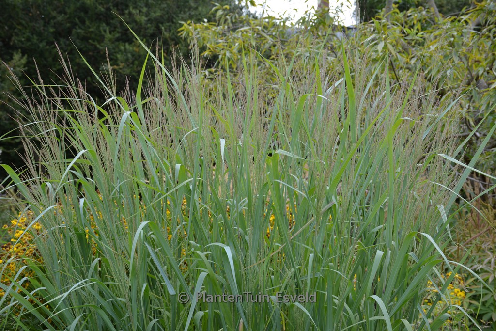 Panicum virgatum ‚Dallas Blues‘