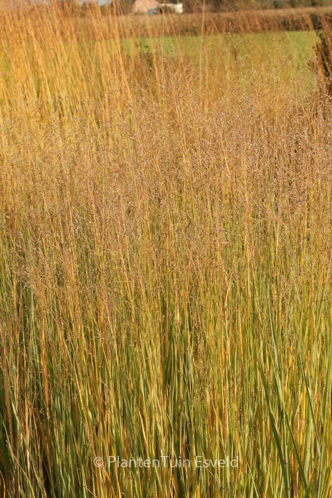 Panicum virgatum ‚Heavy Metal‘