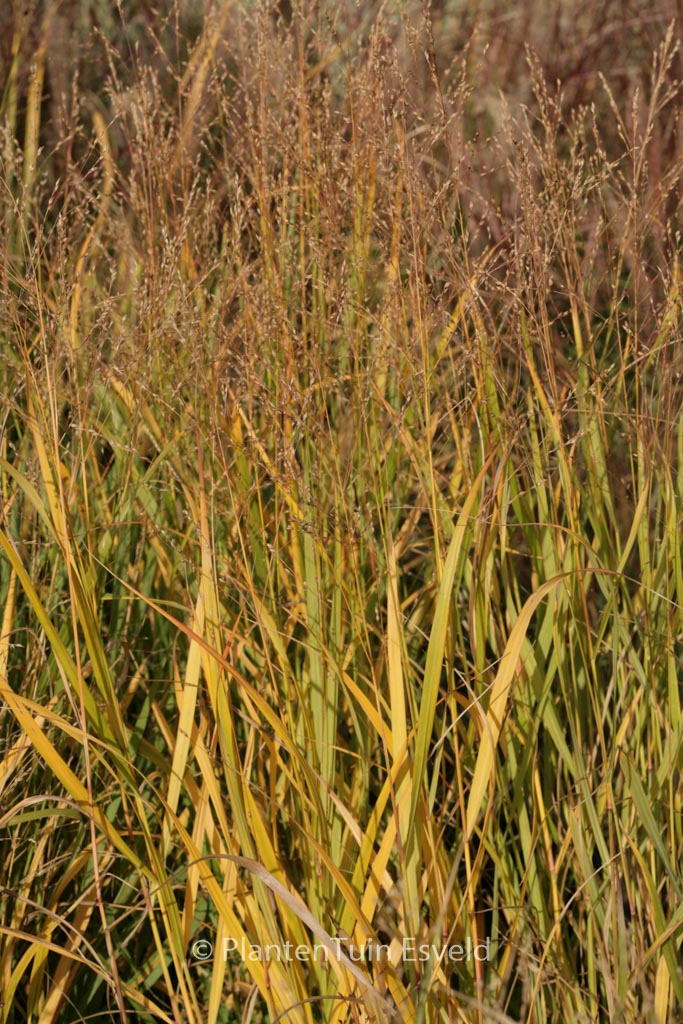 Panicum virgatum ‚Kurt Bluemel‘