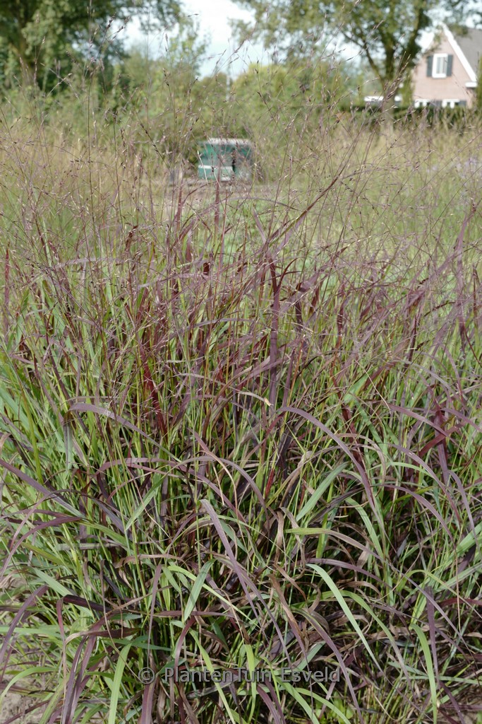 Panicum virgatum ‚Oxblood Autumn‘