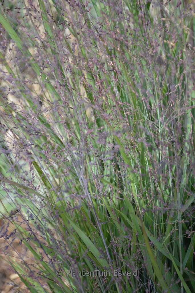 Panicum virgatum ‚Purple Tears‘