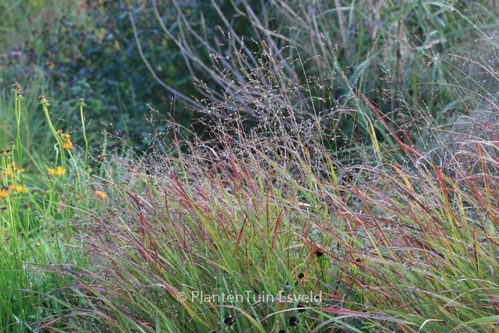 Panicum virgatum ‚Rehbraun‘