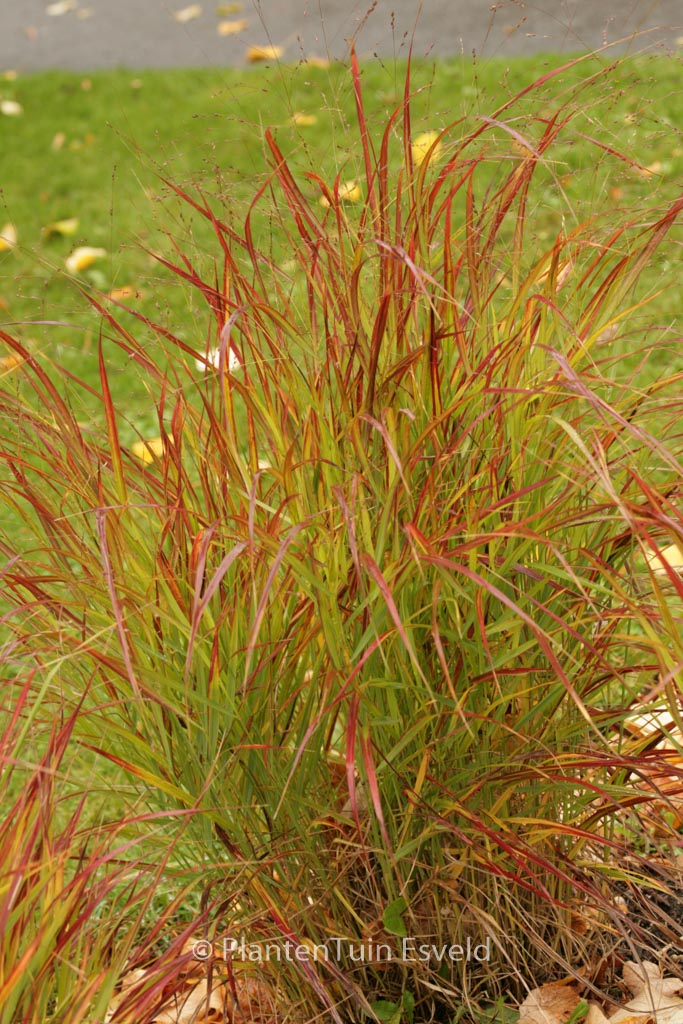 Panicum virgatum ‚Rotstrahlbusch‘