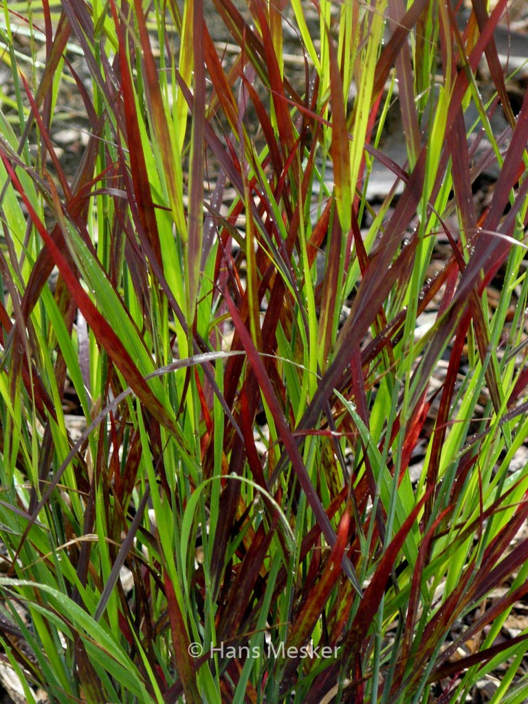 Panicum virgatum ‚Sangria‘