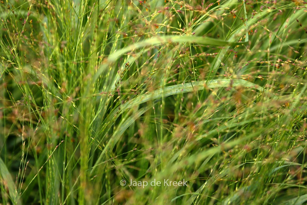 Panicum virgatum ‚Strictum‘