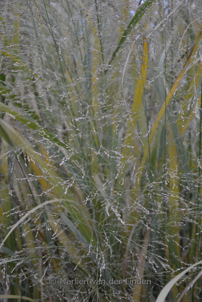 Panicum virgatum ‚Thundercloud‘