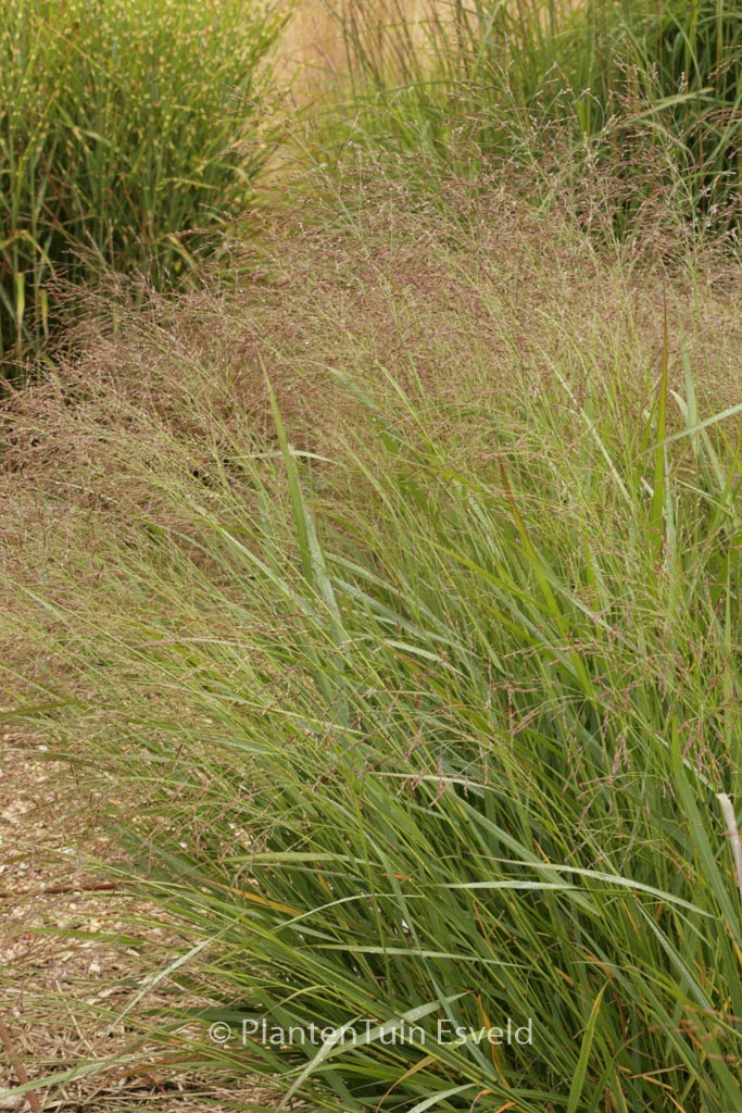 Panicum virgatum ‚Warrior‘