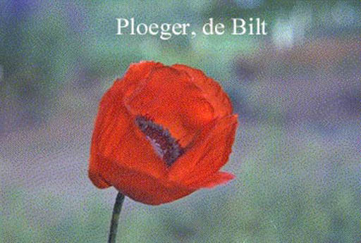 Papaver orientale ‚Brilliant‘