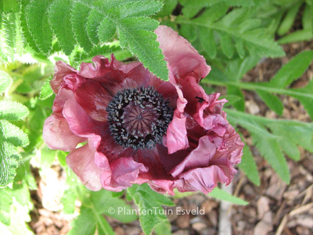 Papaver orientale ‚Patty’s Plum‘