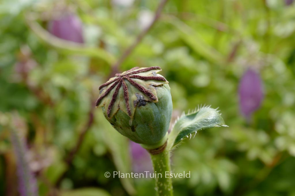 Papaver orientale ‚Prinzessin Viktoria Luise‘