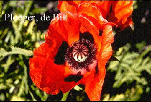 Papaver orientale ‚Rembrandt‘