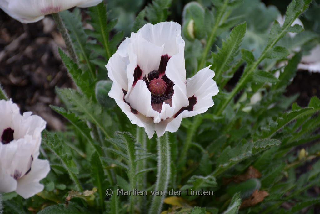Papaver orientale ‚Royal Wedding‘