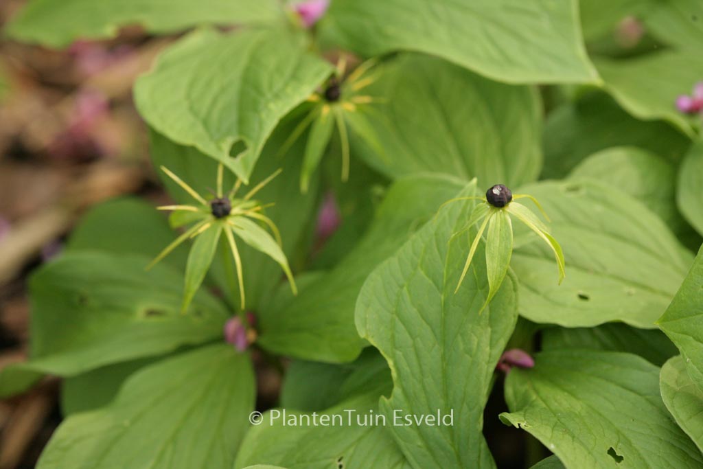 Paris quadrifolia