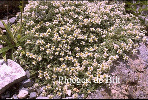 Paronychia kapela ssp. serpyllifolia