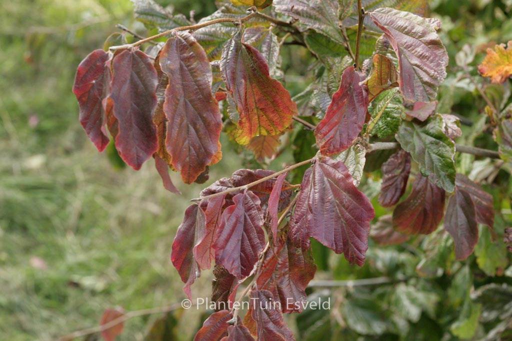 Parrotia persica ‚Biltmore‘