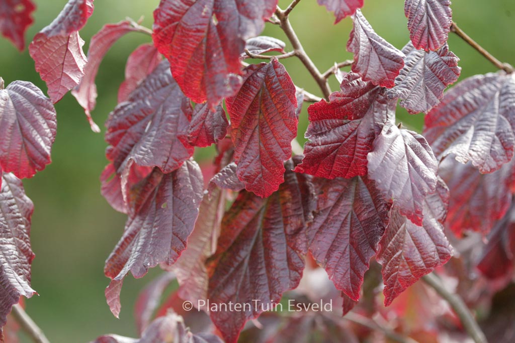Parrotia persica ‚Burgundy‘