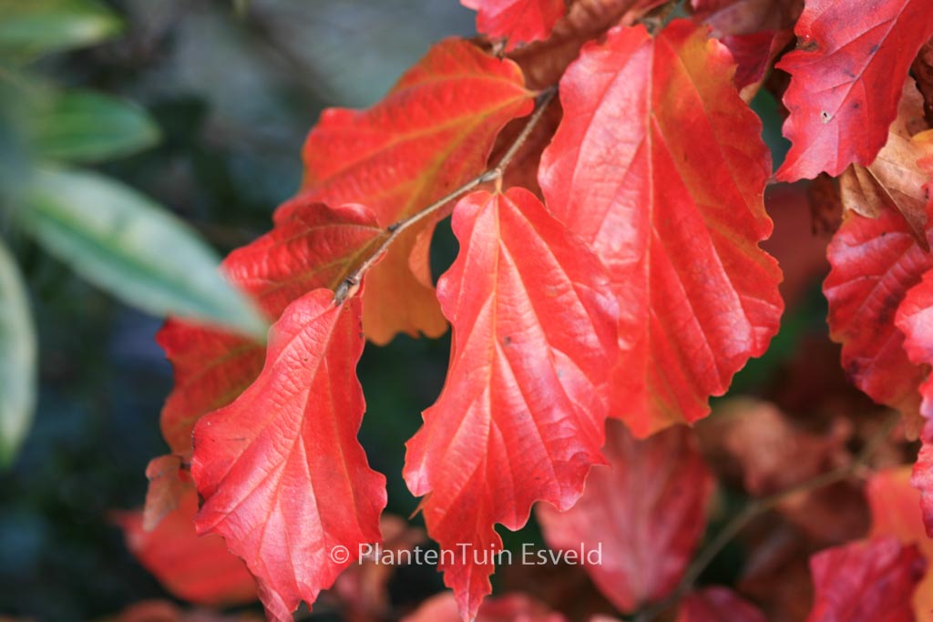 Parrotia persica ‚Felicie‘