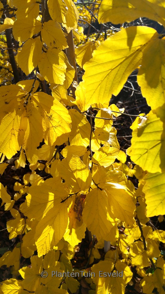 Parrotia persica ‚Het Plantsoen‘