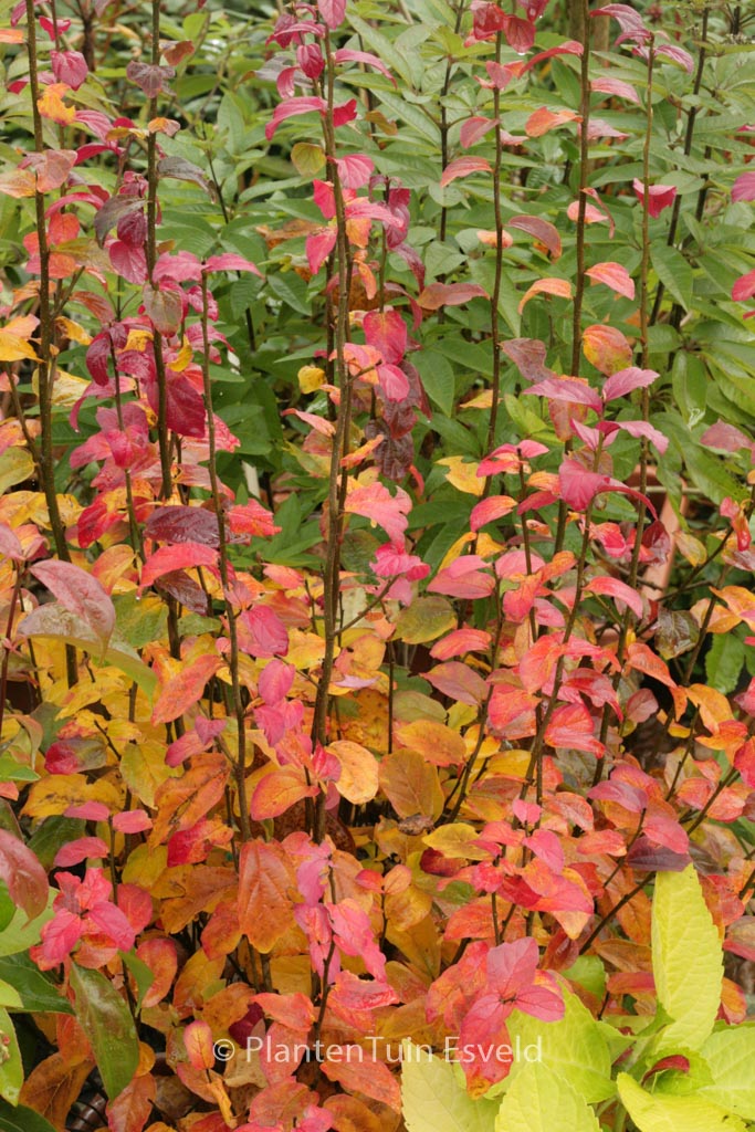 Parrotia persica ‚JLPN01‘ (PERSIAN SPIRE)