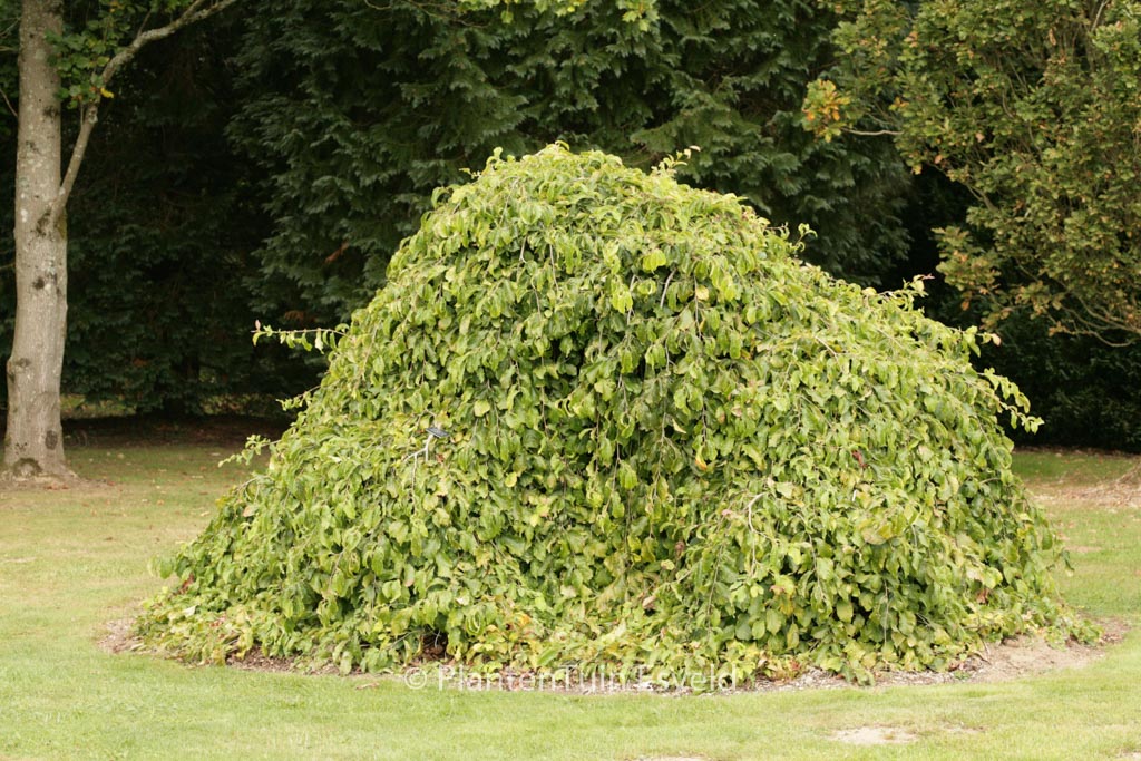 Parrotia persica ‚Pendula‘