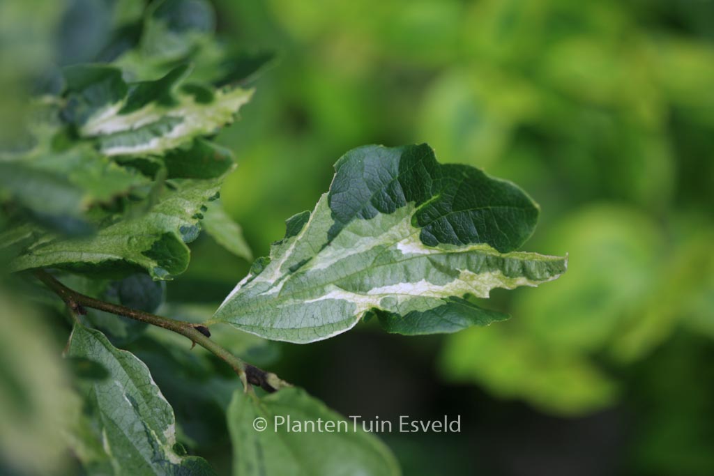 Parrotia persica ‚Persian Lace‘