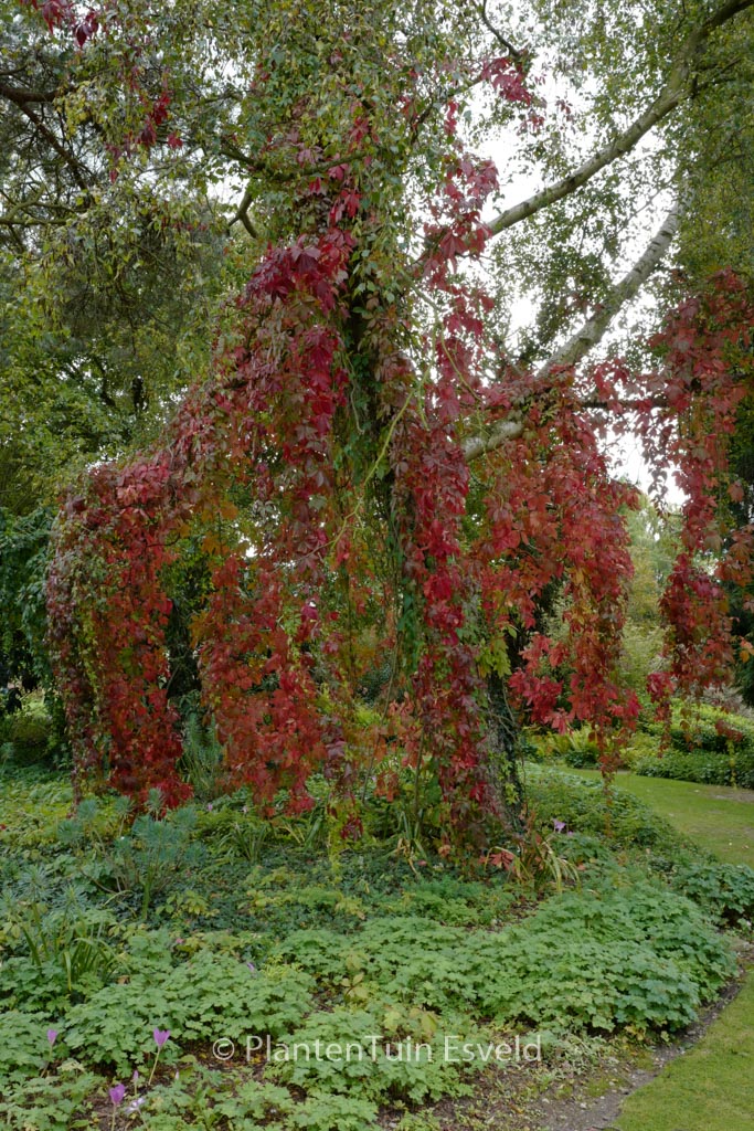 Parthenocissus henryana
