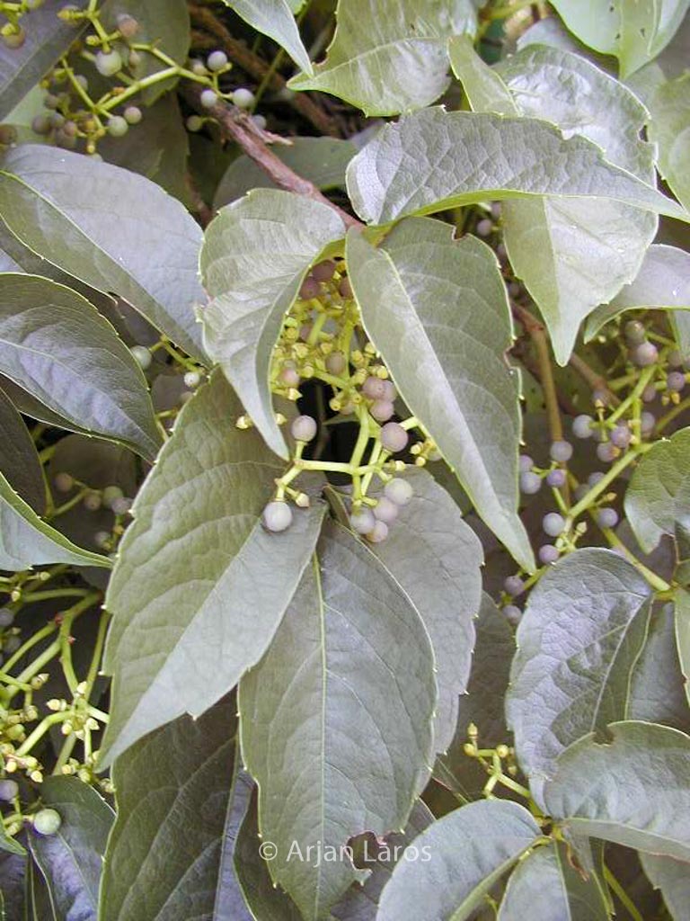 Parthenocissus himalayana ‚Rubrifolia‘