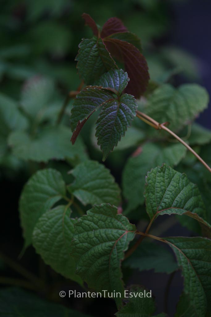Parthenocissus himalayana
