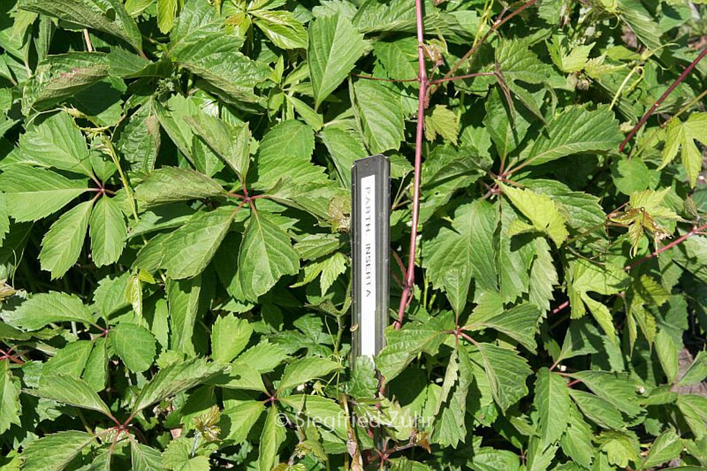 Parthenocissus inserta
