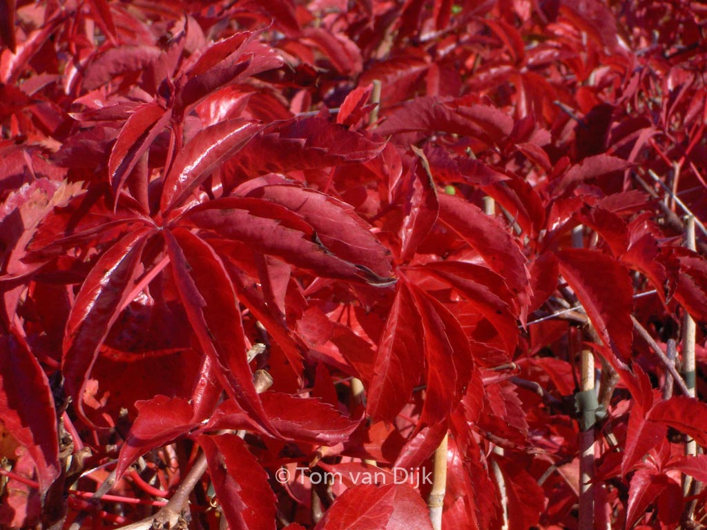 Parthenocissus quinquefolia ‚Troki‘