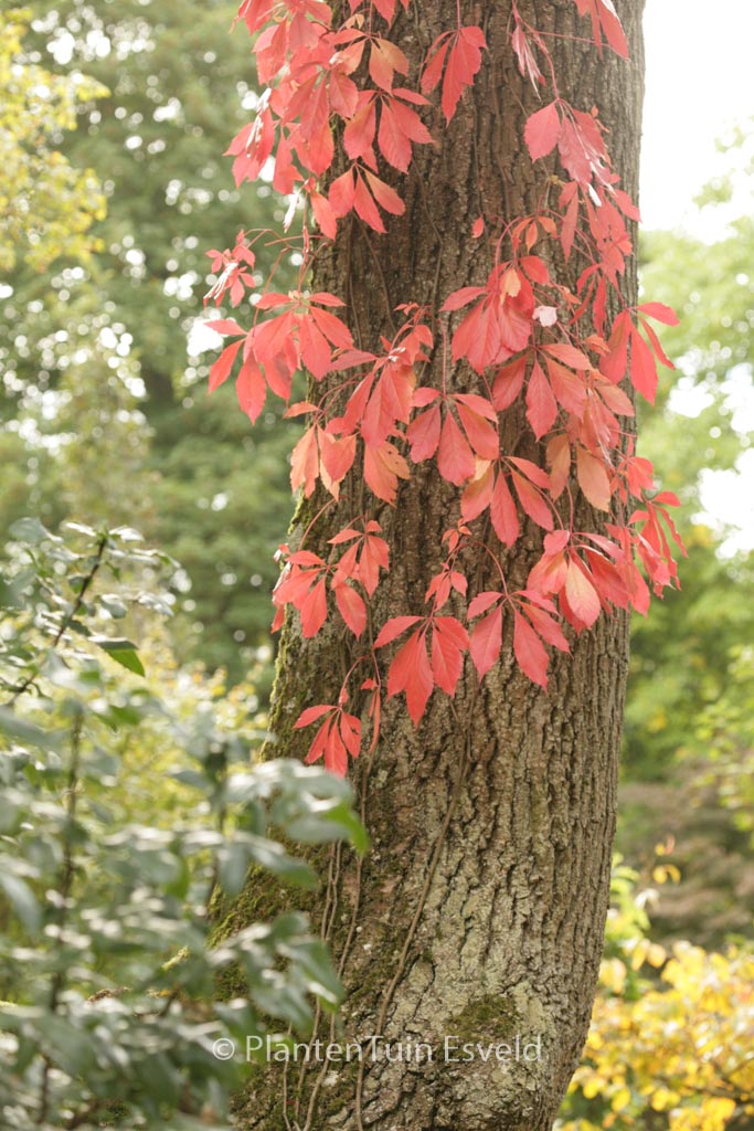 Parthenocissus quinquefolia var. engelmannii