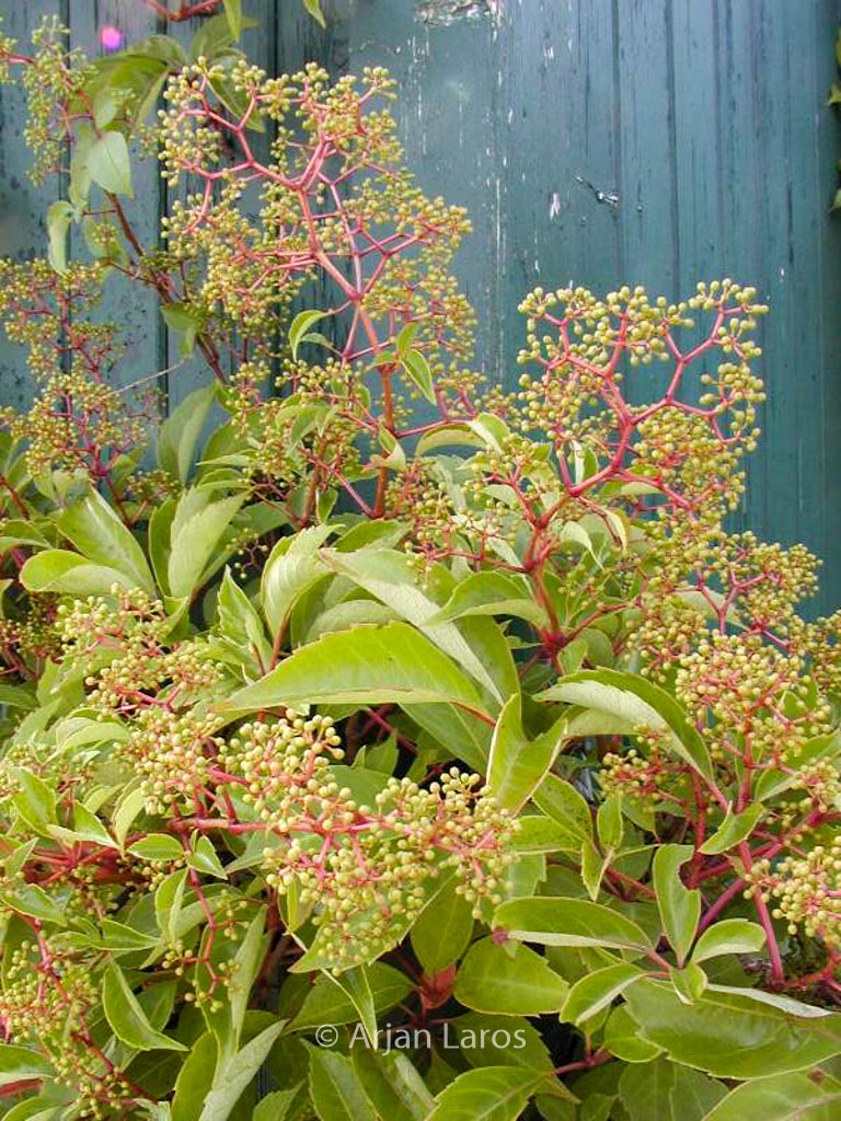 Parthenocissus thomsonii