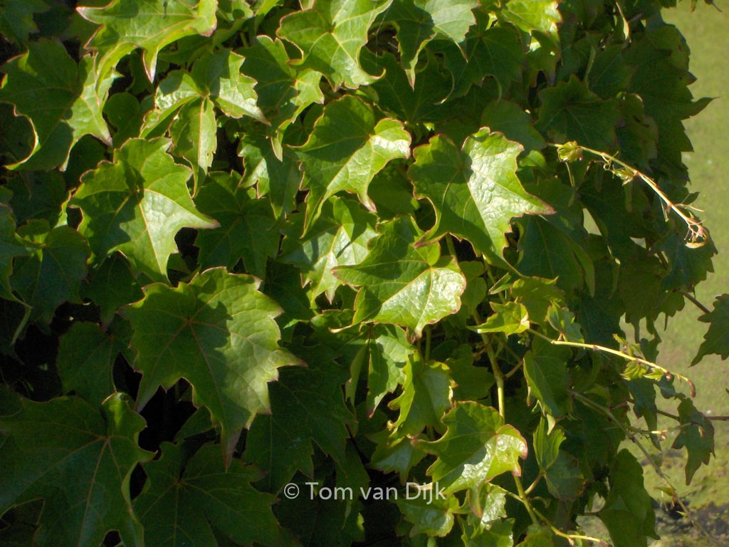 Parthenocissus tricuspidata ‚Crug Compact‘