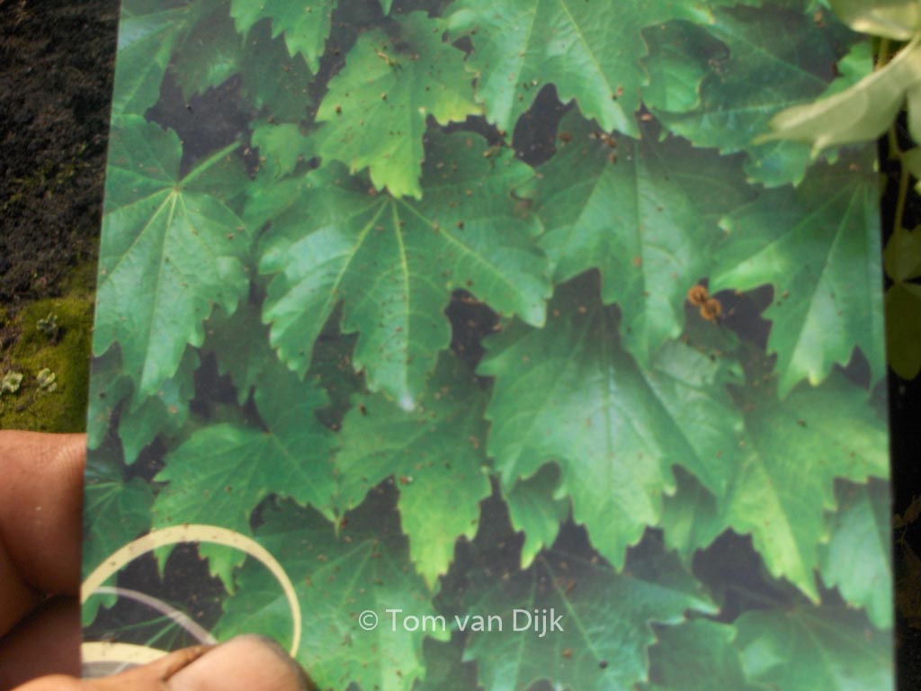 Parthenocissus tricuspidata ‚Diamond Mountain