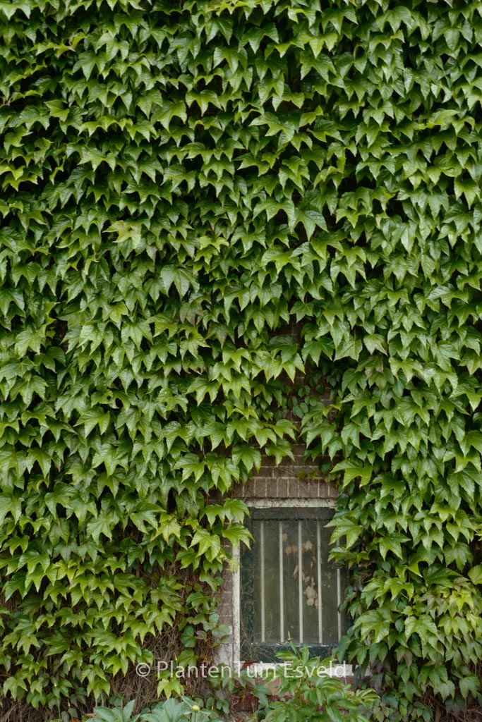 Parthenocissus tricuspidata ‚Green Spring‘