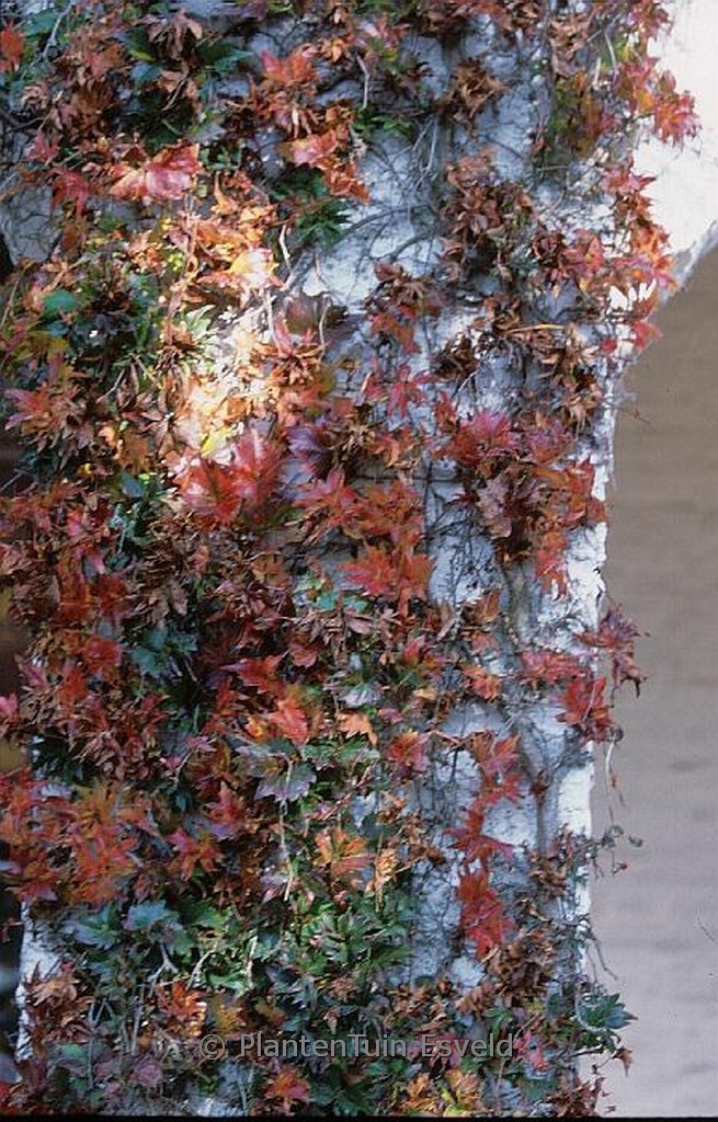Parthenocissus tricuspidata ‚Lowii‘