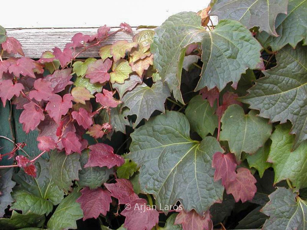 Parthenocissus tricuspidata ‚Purpurea‘