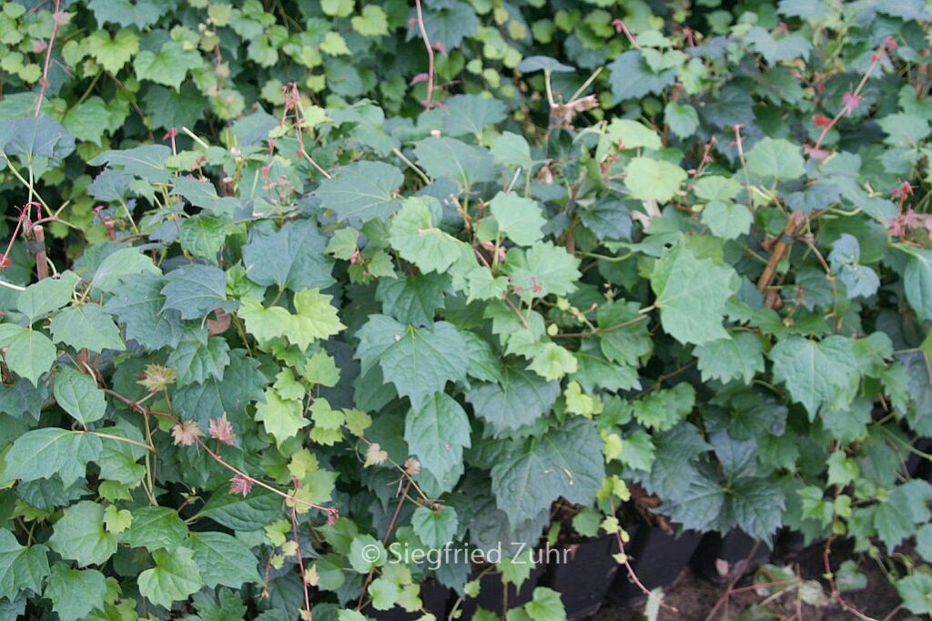 Parthenocissus tricuspidata ‚Veitchii Robusta‘