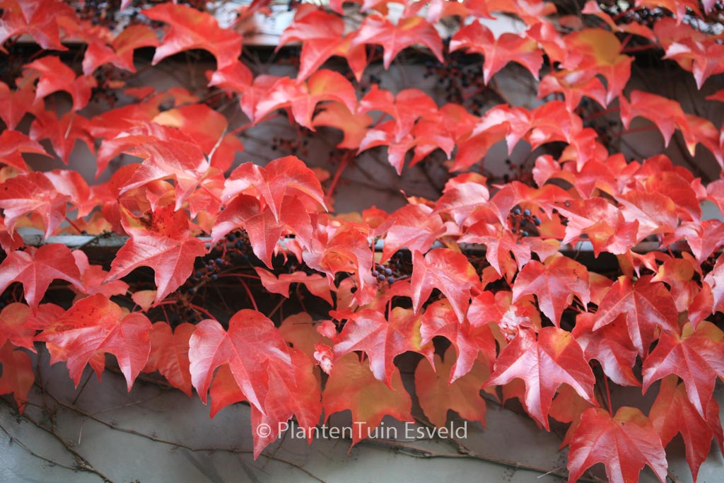 Parthenocissus tricuspidata ‚Veitchii‘