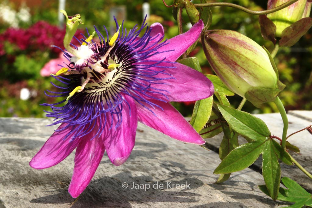 Passiflora ‚Amethyst‘