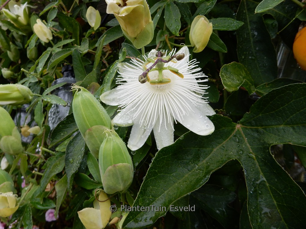 Passiflora ‚Constance Elliott‘