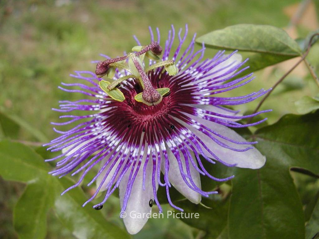 Passiflora ‚Purple Haze‘
