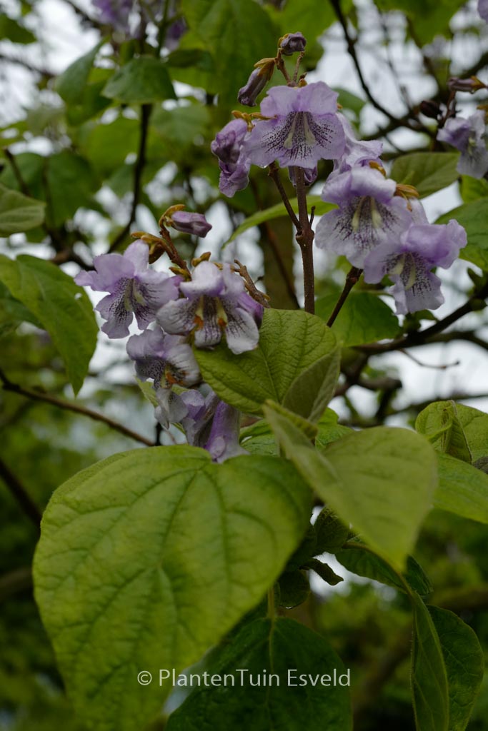Paulownia tomentosa