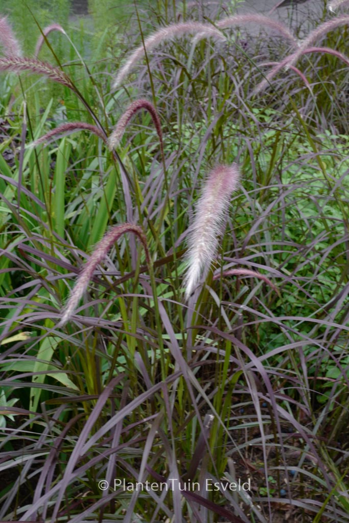 Pennisetum advena ‚Rubrum‘
