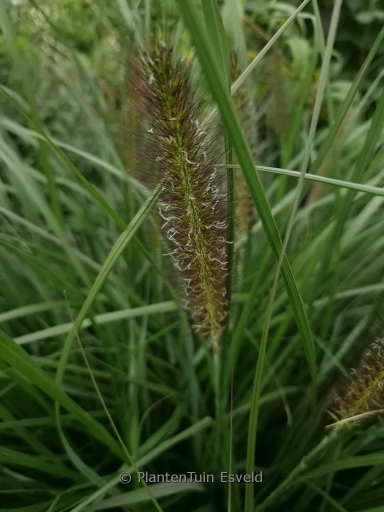Pennisetum alopecuroides ‚Black Alvernee‘