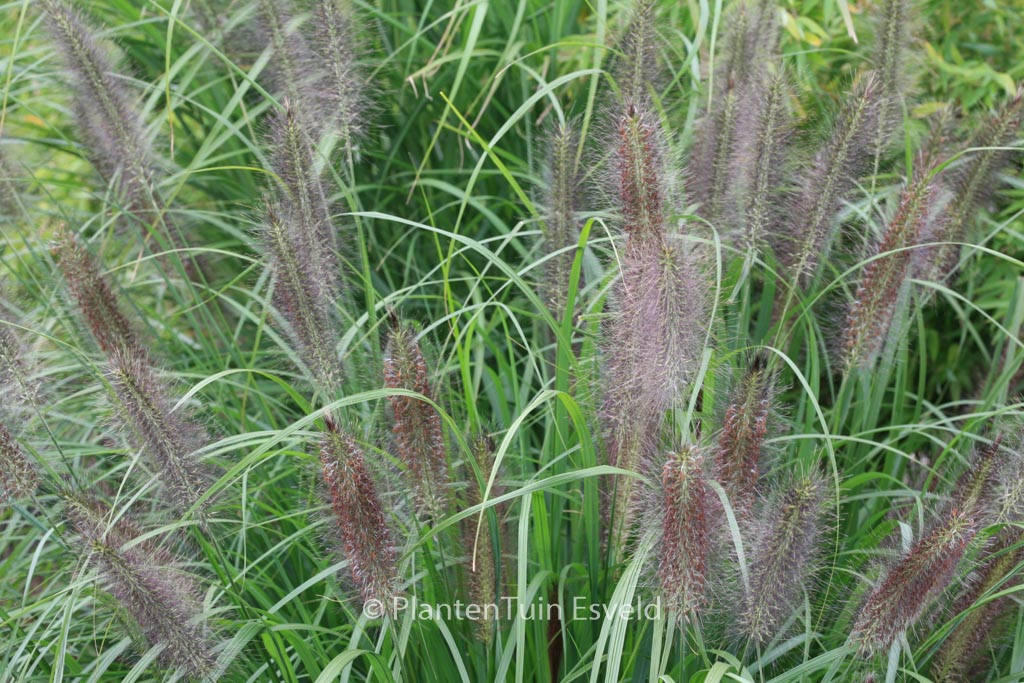 Pennisetum alopecuroides ‚Black Beauty‘